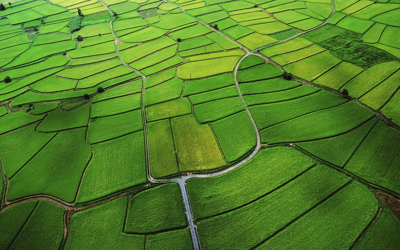 mountain, apple, Apple Inc., art, macintosh, Landscapes, 2K, x, lion, inc, rice, hd, fields, nature