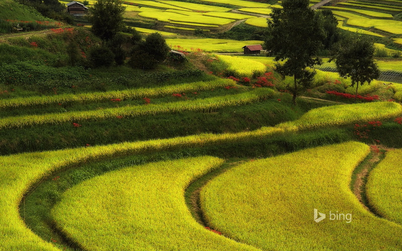 green, scenics - nature, growth, landscape, outdoors, day, bing, beauty in nature, rural scene, tree, high angle view, green color, plant, no people