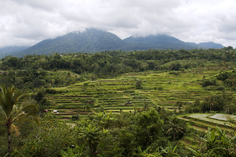 field, food, green color, tree, tranquil scene, lush, nature, vista, rainforest, beauty in nature, plantation, vegetation, photography, mountain range