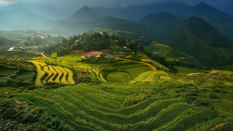green, outdoors, 1080P, rice - cereal plant, terraced field, field, rice, stair, rural scene, crop, landscape, hd, environment, plant, photo, scenics - nature