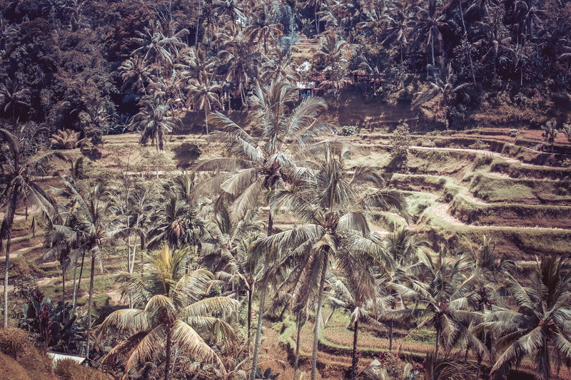 tranquility, arid climate, close-up, no people, tropical, rice, landscape, high angle view, view, farm, agriculture, tranquil scene, environment, land