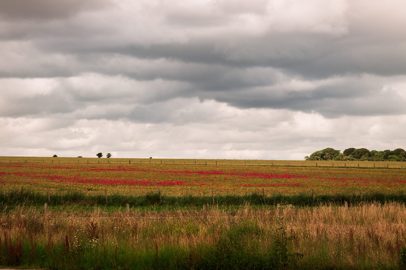 farm, rural scene, environment, flowers, field, poppy, tree, rice, no people, cloud - sky, agriculture, english field, photography, grey, flower, wood