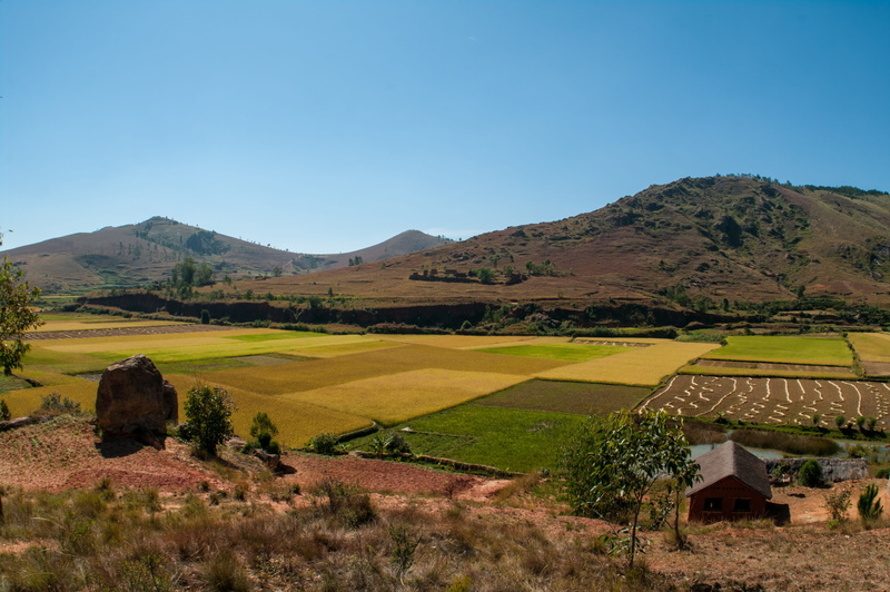 culture, cultivation, traditional, tranquility, semi-arid, agriculture, rural, tree, sky, 4K, environment, grass, nature, food, field, tranquil scene