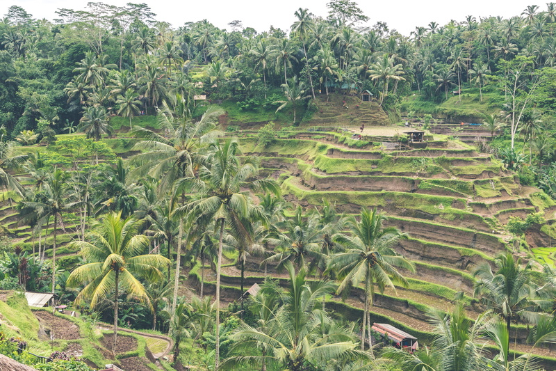 terrace, tropical climate, plant, beautiful, agriculture, coconut trees, 5K, plantation, outdoors, asia, farmhouse, no people, jungle, development, countryside