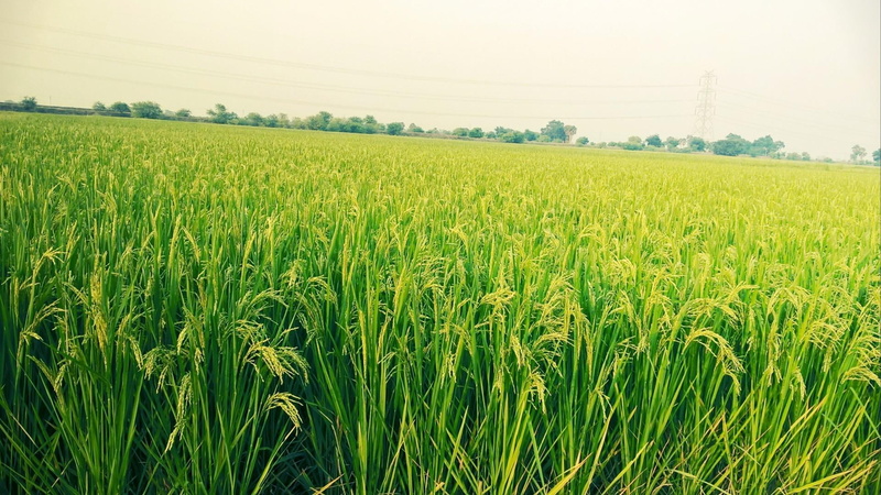 rural scene, paddy field, green color, landscape, beauty in nature, outdoors, tranquility, plantation, nature, environment, green, plant, day, asia, grassland