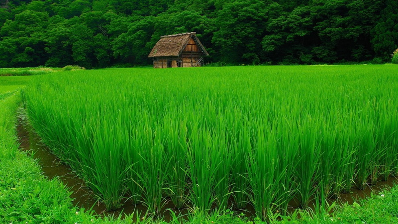 field, forest, plants, green, nature, trees, landscape, grass, rice paddy, water, 1080P, house