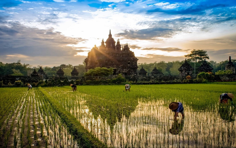 place of worship, religion, 720P, grass, cloud - sky, the past, belief, nature, plant, nature landscape sunrise rice paddy temple buddhism field workers water clouds peasants trees