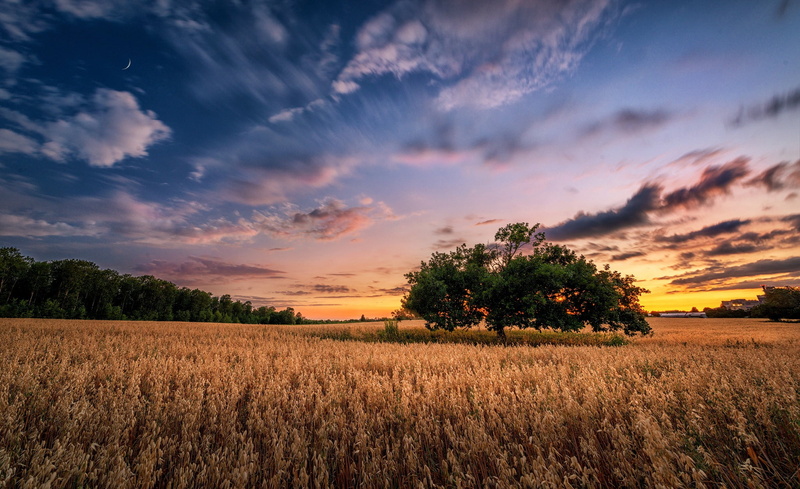 brown, rice, blue, field, beauty in nature, scenics - nature, environment, plant, nature, cereal plant, growth, sunlight, tree, cloud - sky, sunset, 1080P