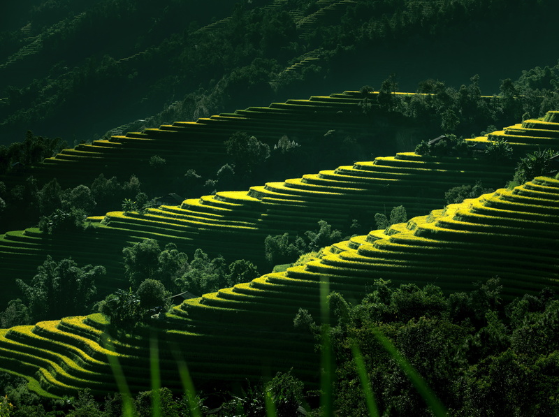scenics - nature, terraces, Vietnam, tree, rice paddy, field, Photography, Fields, rural scene, plant, Agriculture, Asia, farm, LangSon, plantation, gardening