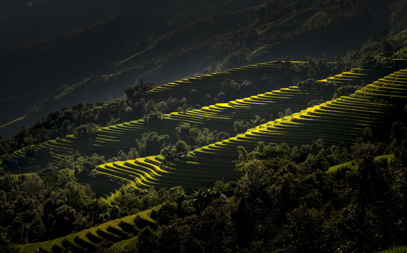 Scenery, land, crop, Agriculture, RiceTerrace, growth, tranquil scene, terrace, 8K, leafed, environment, no people, Green, Panoramic, farm, trees, Travel