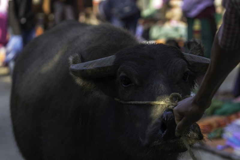 ha giang, one animal, mammal, day, vietnam, ethnic minorities, travel, vertebrate, animal body part, buffalo, people, domestic animals, focus on foreground