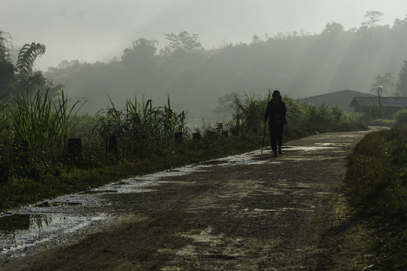 tree, rear view, 5K, vietnam, fog, day, plant, lifestyles, beauty in nature, tranquility, tranquil scene, men, walking, real people, du già, the way forward