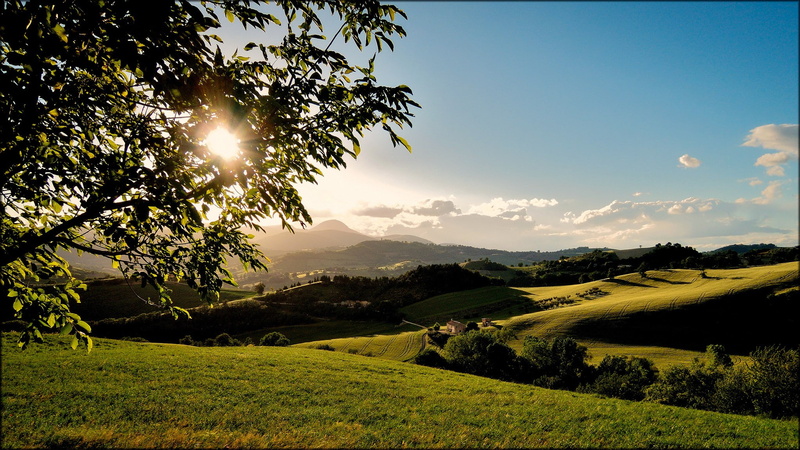 hills, tree, farmland, branch, sun, 1080P