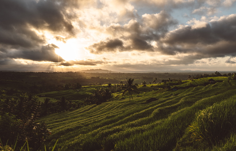 agriculture, sunlight, canggu, indonesia, green color, grassland, outdoors, cloud - sky, bali, scenics - nature, land, sunrise, landscape, tranquil scene