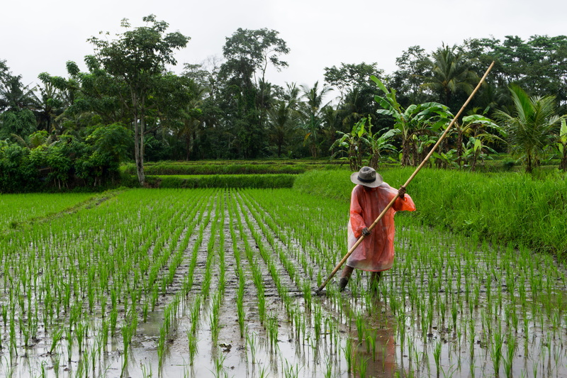 plant, working, farm, outdoors, standing, farmer, adult, one person, landscape, water, hat, nature, fields, farm worker, day, 5K, rice - cereal plant