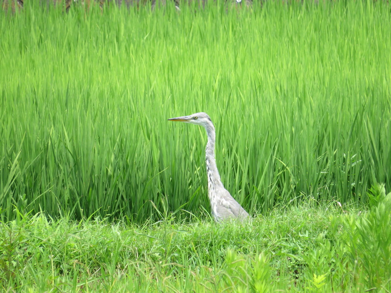 animals in the wild, day, field, water bird, japan, animal themes, yokohama, plant, green color, wild bird, outdoors, grass, midori ward, animal wildlife