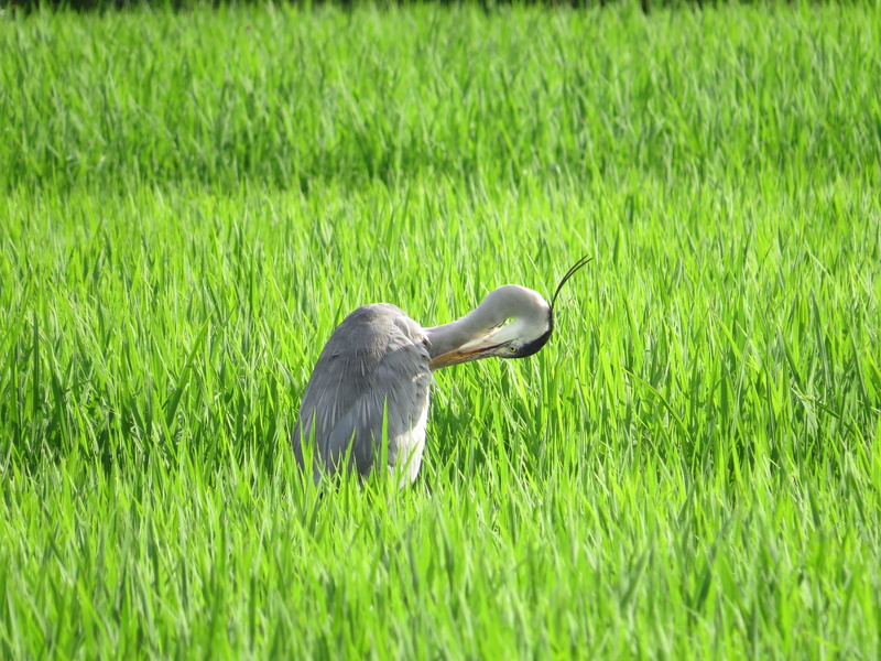 japan, one animal, mammal, gray heron, vertebrate, bird, midori ward, animal wildlife, domestic animals, field, land, day, growth, ricefield, nature, animal themes