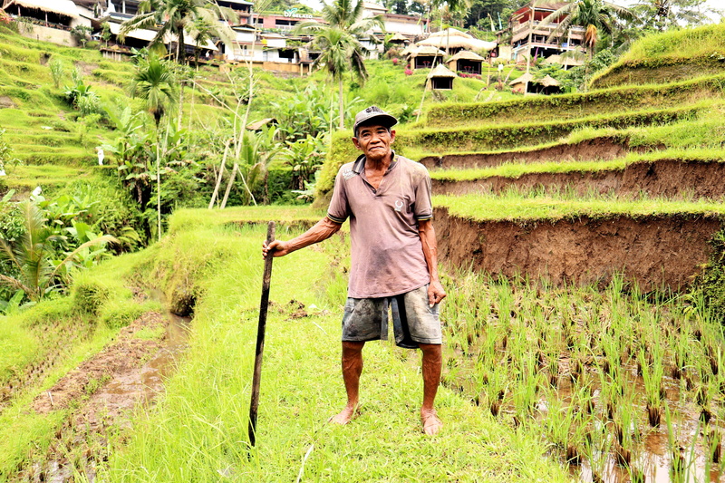 day, portrait, plant, bali, green, full length, land, farmer, growth, landscape, worker, 5K, front view, ricefields, agriculture, looking at camera, green color
