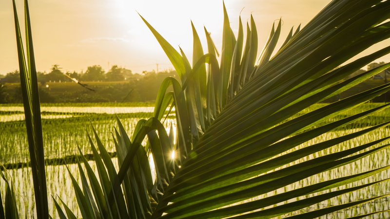 bali, flares, palm leaf, tree, sunlight, land, leaf, tranquility, green color, sun, beauty in nature, palm, 5K, palmtree, bright, palmtrees, palm tree