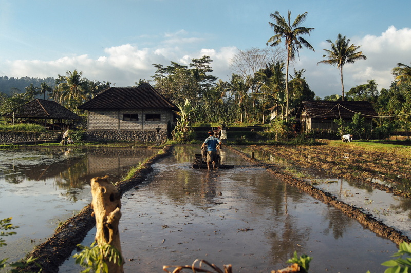 sky, bog, working, day, agriculture, farming, building exterior, cultivation, plant, rice, man, nature, field, water, lifestyles, ricefield, architecture