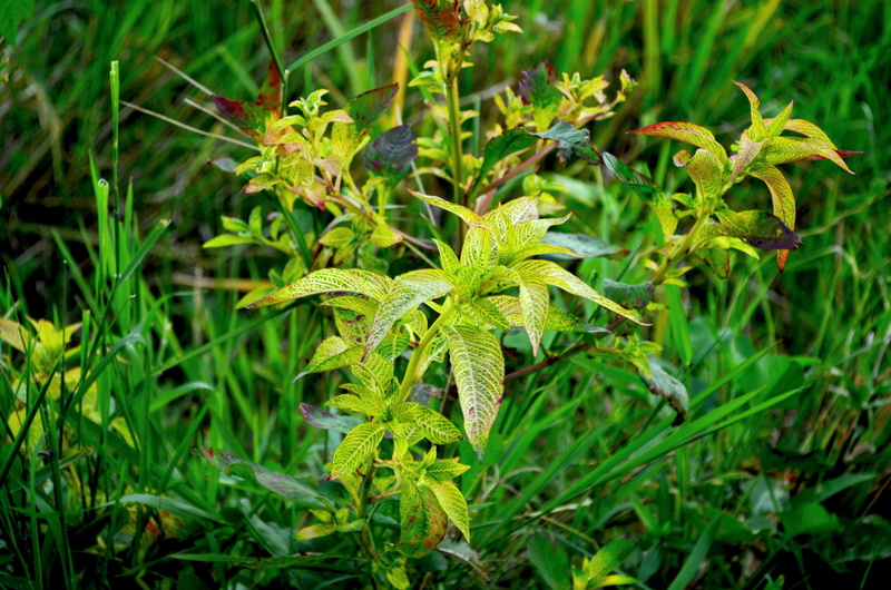 healthcare and medicine, land, ricefield, plant part, plant, nature, lush foliage, field, agriculture, weeds, 4K, leaf, no people, day, green color, outdoors