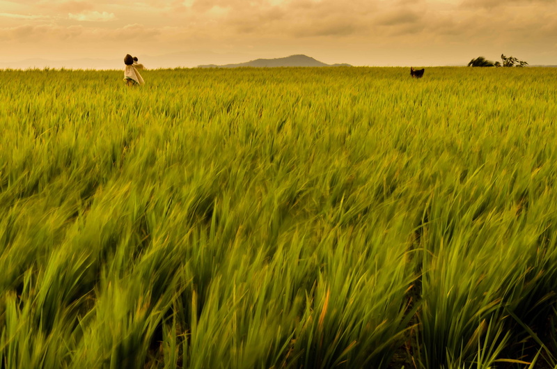 philippines, outdoors, green grass, agriculture, grass field, majayjay, field, grass, summer, sunset, nature, ricefield, jpg, landscape, wheat, green, rural Scene