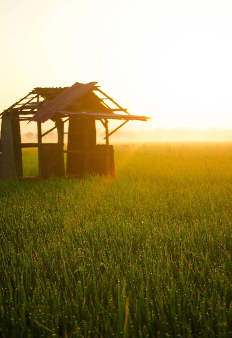field, architecture, sunset, nature, shelter, yellow, scenics - nature, ricefield, beauty in nature, grass, built structure, sunrise, beautiful, indonesia