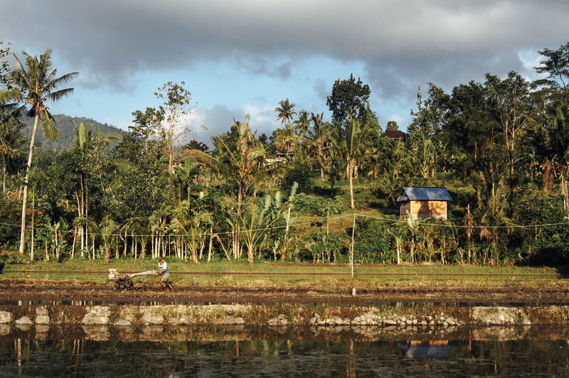 work, land, day, beauty in nature, cloud - sky, sky, ricefield, plant, 4K, animal, lake, outdoors, indonesië, growth, tree, palmtrees, bali, tranquility
