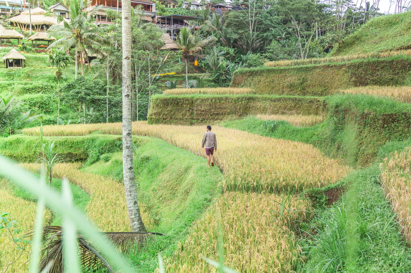 ricefield, field, beauty in nature, day, land, green color, agriculture, outdoors, plantation, farm, real people, growth, scenics - nature, nature, one person