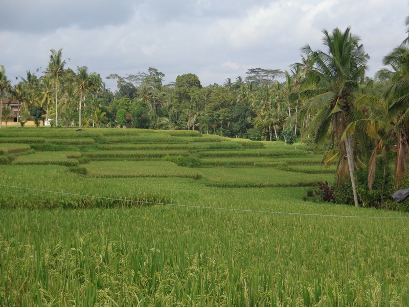 field, tranquil scene, cloud - sky, green color, tranquility, ricefields, land, tree, landscape, plantation, rural scene, ubud, 2K, no people, beauty in nature
