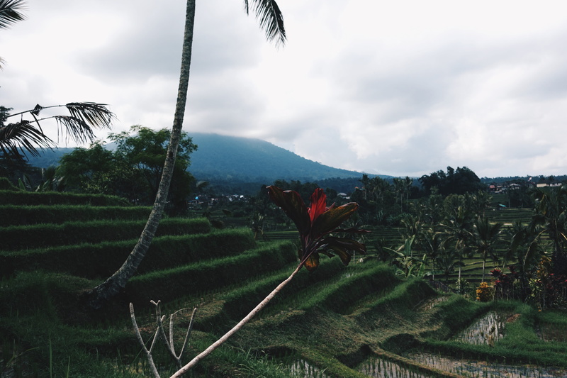palmtree, field, tree, scenics - nature, plant, palm, rural scene, flower, outdoors, no people, tranquil scene, rice, indonesia, landscape, plantation