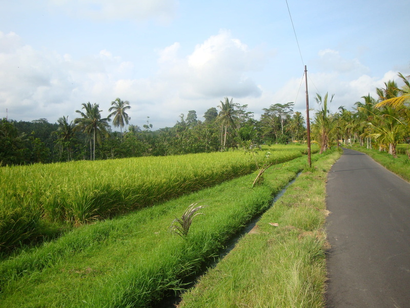 plantation, environment, plant, tranquility, farm, beauty in nature, field, Ricefields, rural scene, 1080P, cloud - sky, tree, sky, grass, Bali, land