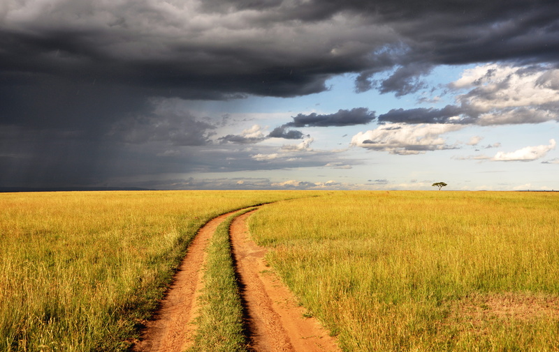 4K, landscape, ricefields, plain, nature, grass, storm cloud, pathway, road, meadow, clouds, tranquility, land, outdoors, surrounded, field, beauty in nature