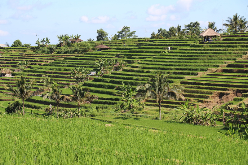 outdoors, land, unesco world heritage, green color, indonesia, field, sky, Bali, environment, growth, Rice Fields, landscape, farm, holiday, tranquility