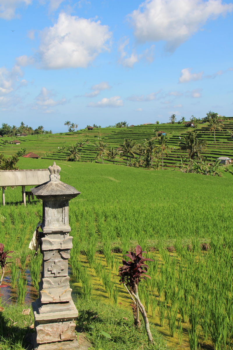 grass, bali, rice fields, no people, rural scene, rice, day, scenics - nature, beauty in nature, tree, jatiluwih, outdoors, agriculture, 5K, tranquil scene