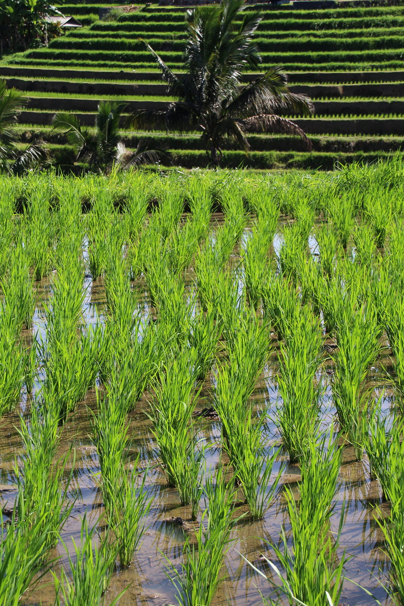 bali, beauty in nature, 5K, rice - cereal plant, indonesia, growth, tranquil scene, scenics - nature, green color, plant, nice, nature, farm, holiday