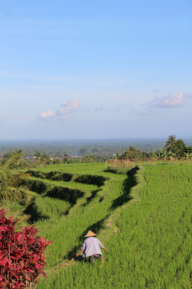 5K, environment, scenics - nature, plantation, grass, holiday, nice, plant, land, tranquility, beauty in nature, tree, outdoors, rice, agriculture, unesco world heritage