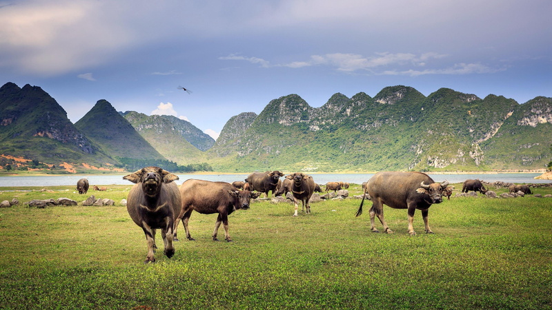 grazing, environment, 4K, grassland, hill, landscape, animal wildlife, herd, buffalo, rural scene, guangxi, mammal, asia, plant, wildlife, domestic, mountain