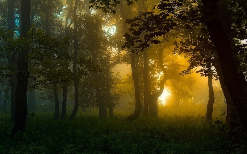 plant, growth, atmosphere, trunk, back lit, no people, trees, mist, sun, green, sunlight, sunbeam, scenics - nature, landscape, sunset, shrubs, tree, outdoors