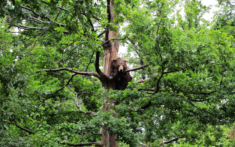 carpathian, bear, tree, 2K