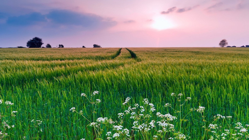 sky, springtime, flower, rural scene, plant, ricefield, cereal plant, land, crop, 1080P, green, growth, tranquility, nature, cloud - sky, white, field