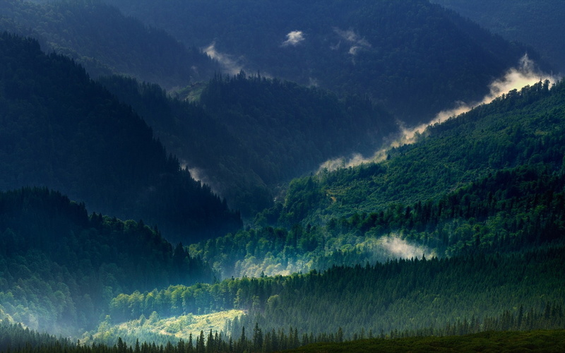 nature, mountains, landscape, Carpathians, green, trees, spring, 1080P, mist, forest