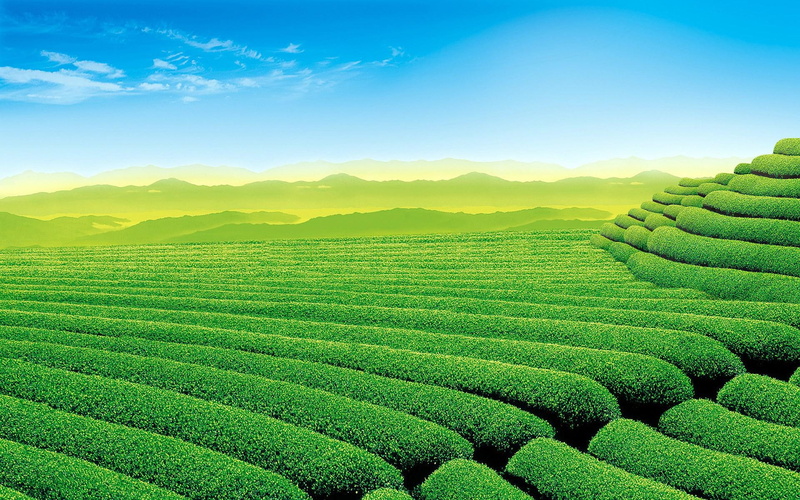 tea, 1080P, garden, nature