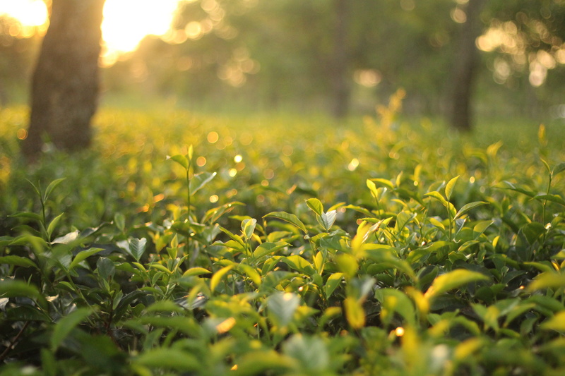 tranquility, yellow, leaf, springtime, landscape, garden, beauty in nature, natural, summer, tea, flower, grass, 5K, field, selective focus, green, plants