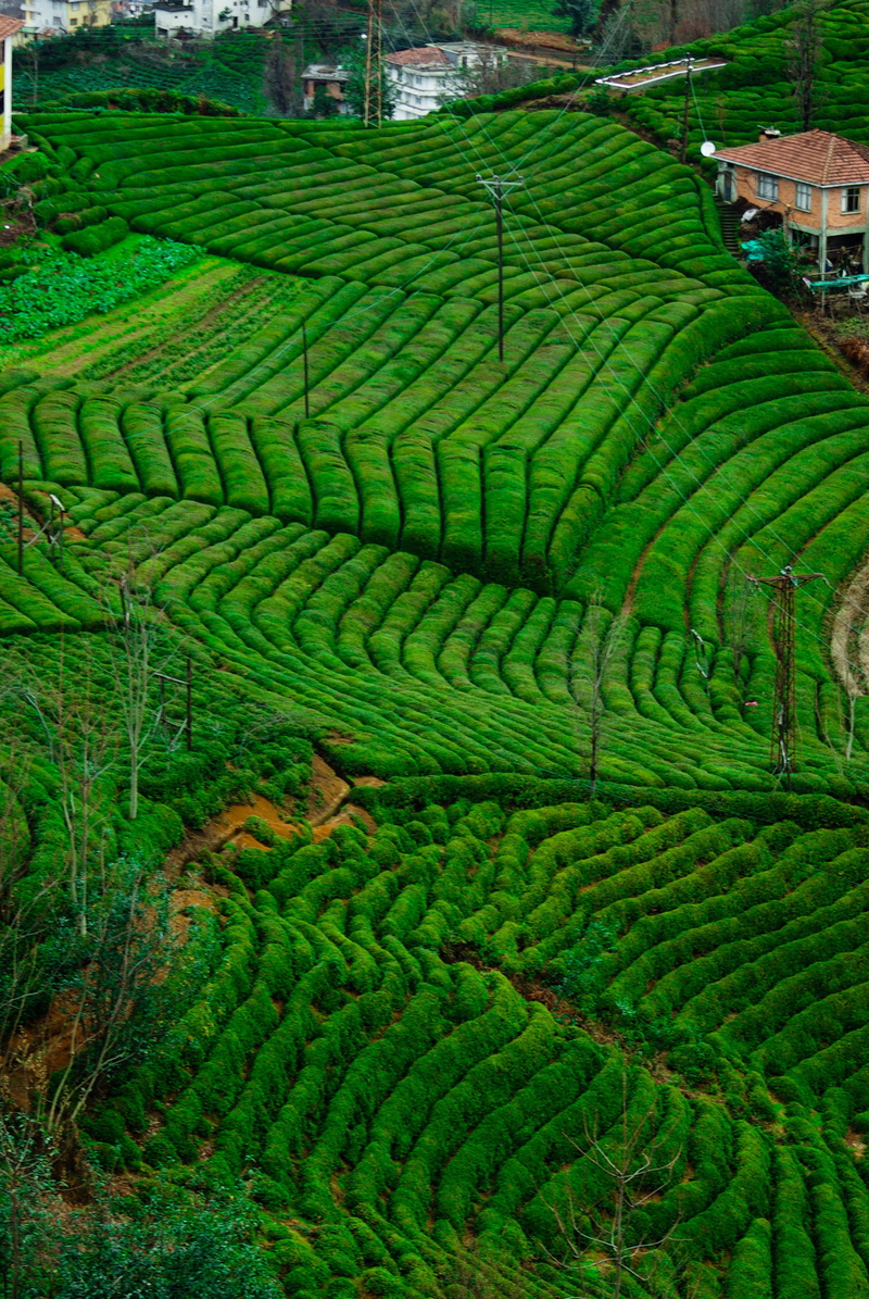 Plant, high angle view, tea crop, farm, beauty in nature, crop, peace, Green, rural scene, Tea Garden, green color, growth, terraced field, tiny tree, plant