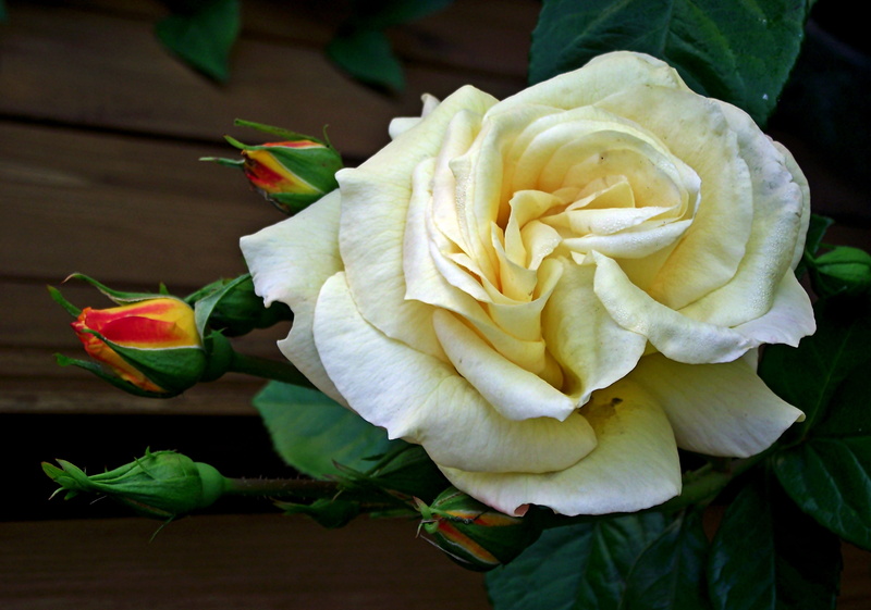 the petals, day, flowering plant, the buds, outdoors, tea, blossoming, the smell of, plant, no people, summer, garden, focus on foreground, growth, beauty in nature