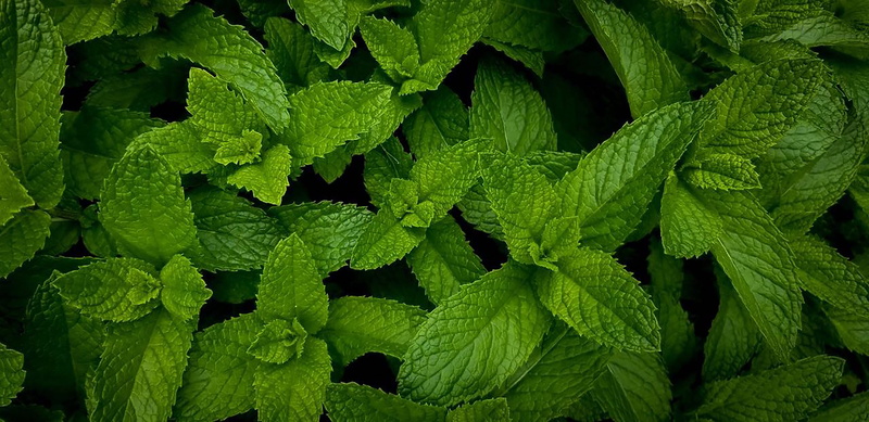 backgrounds, herbs, nature, garden, directly above, food, high angle view, plant, freshness, leaf, beauty in nature, herb, plants, day, no people, outdoors
