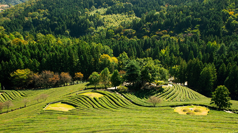 boseong, growth, tranquility, environment, greenery, crop, tree, plant, green, 5K, daytime, landscape, outdoor, land, tranquil scene, tea, field, agriculture