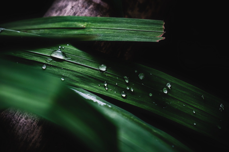 no people, green color, plant, japanese tea garden, banana leaf, selective focus, wet, droplets, outdoors, 4K, food and drink, purity, dew, droplet, nature