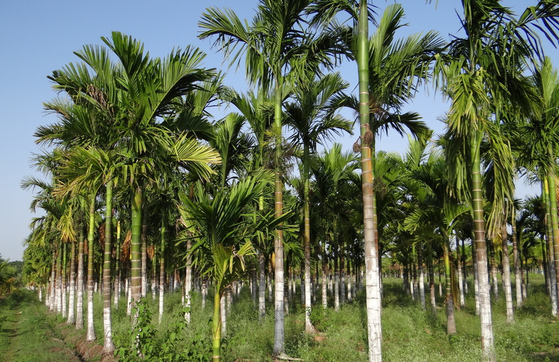 tranquil scene, trunk, green color, tree, areca catechu, tropical climate, betelnut, treelined, tropical tree, beauty in nature, tree trunk, outdoors, sky